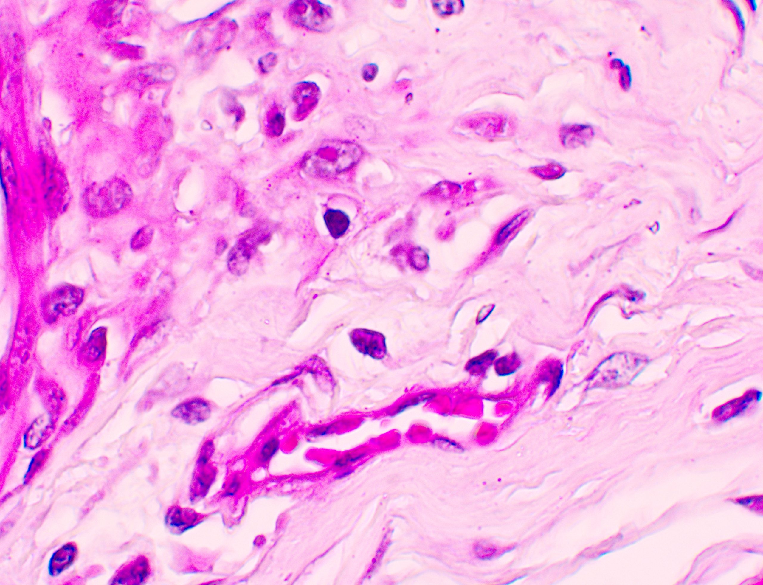 camera kính hiển vi