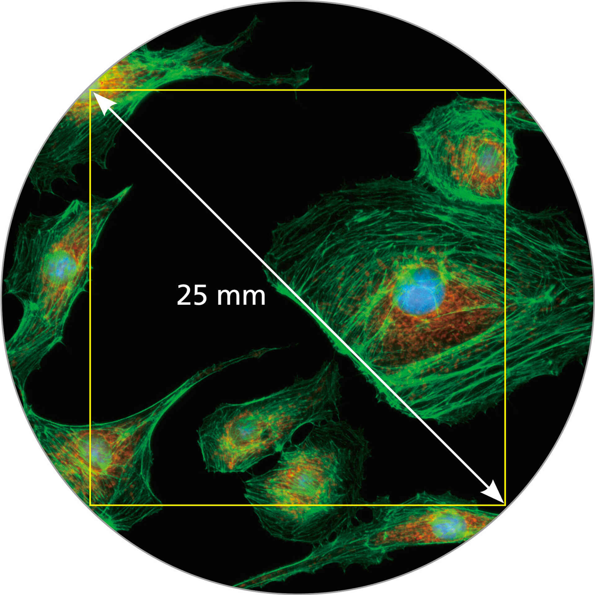 vi trường kính hiển vi