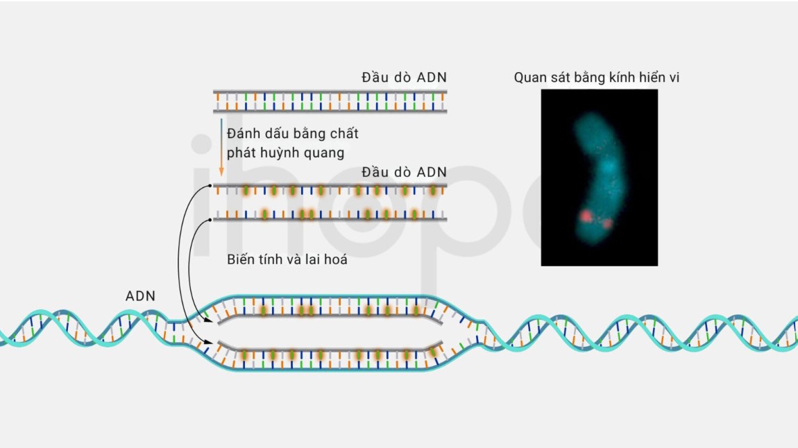 kính hiển vi huỳnh quang trong chuẩn đoán ung thư